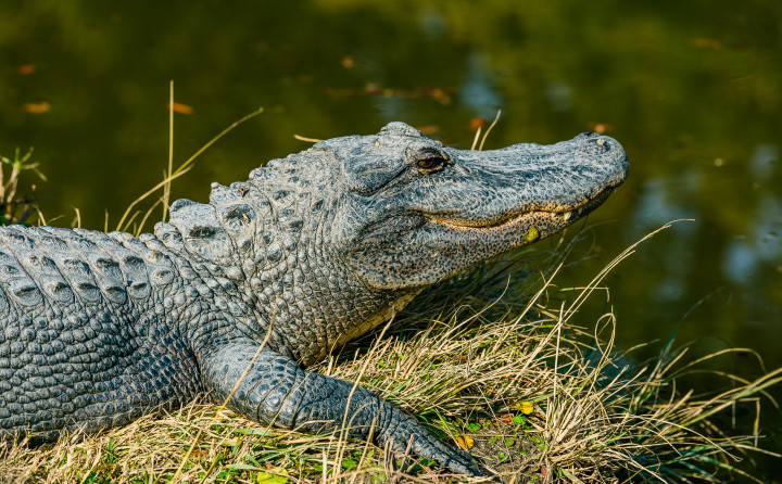 Wat doe je als je een alligator in Florida tegenkomt?