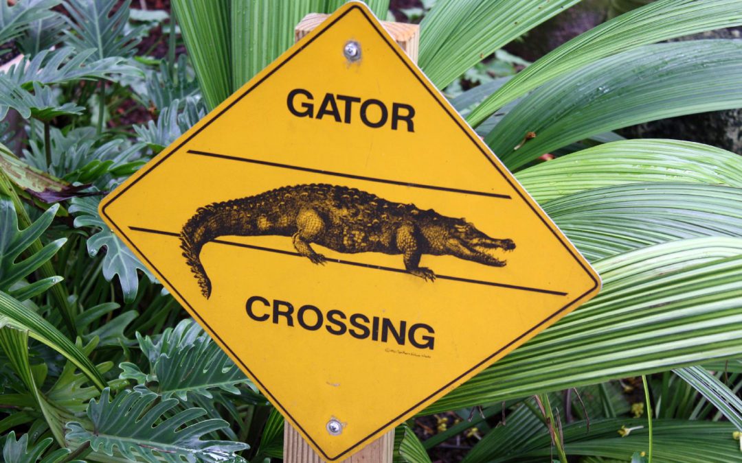 Shark valley – Florida – Fietstocht langs Alligators!