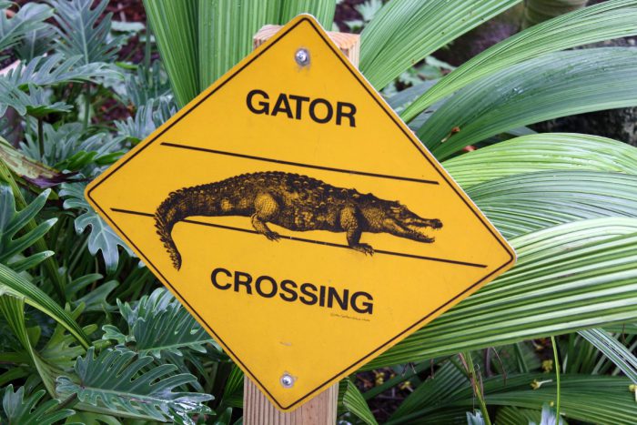 Alligator crossing