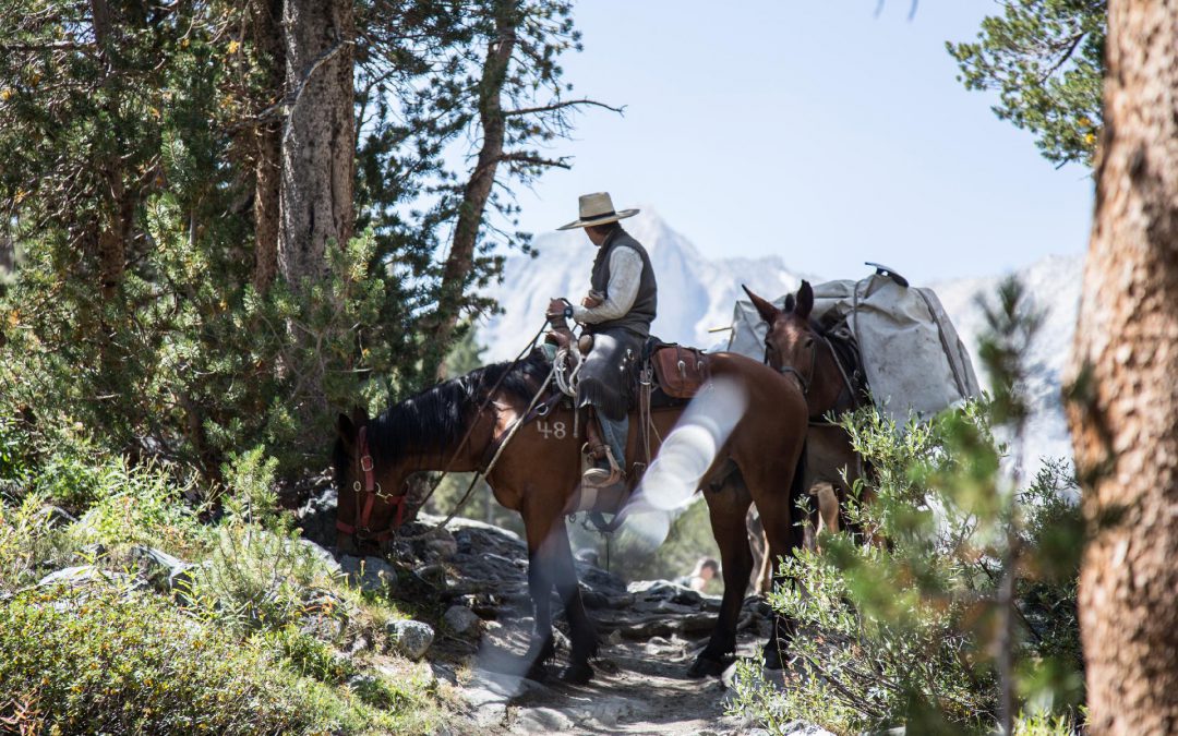 Cowboys – Koeien drijven op de landerijen van de Western Ranches