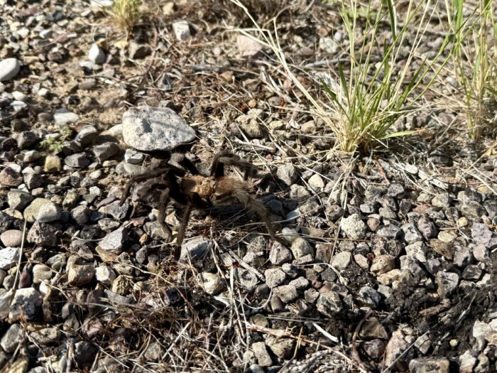 Tarantula in Texas