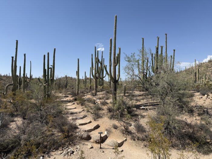 Cactussen