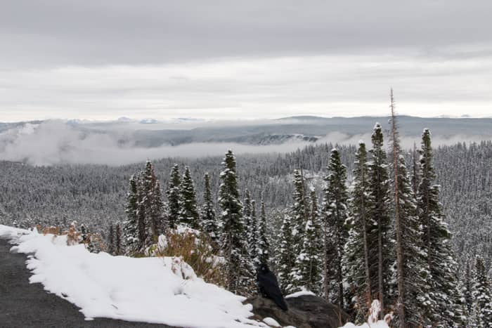 Yellowstone in de sneeuw – Met recht een winter wonderland!