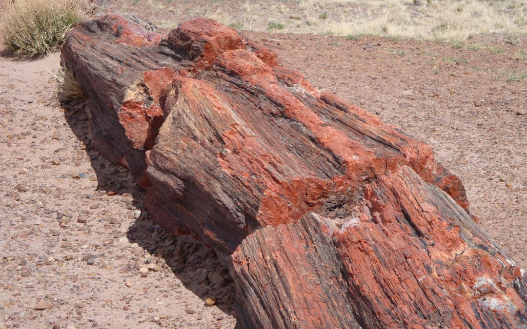 Petrified Forrest National Park