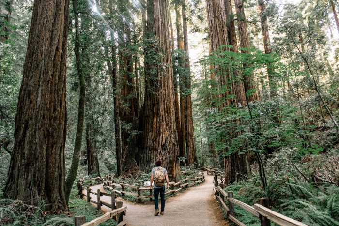 Redwood National Park - Californië