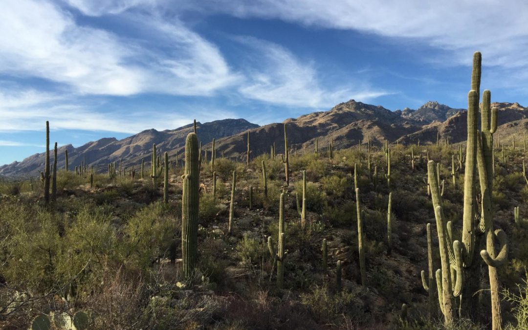 Saguaro National Park – Bekijk de gigantische veelarmige saguaro-cactus!