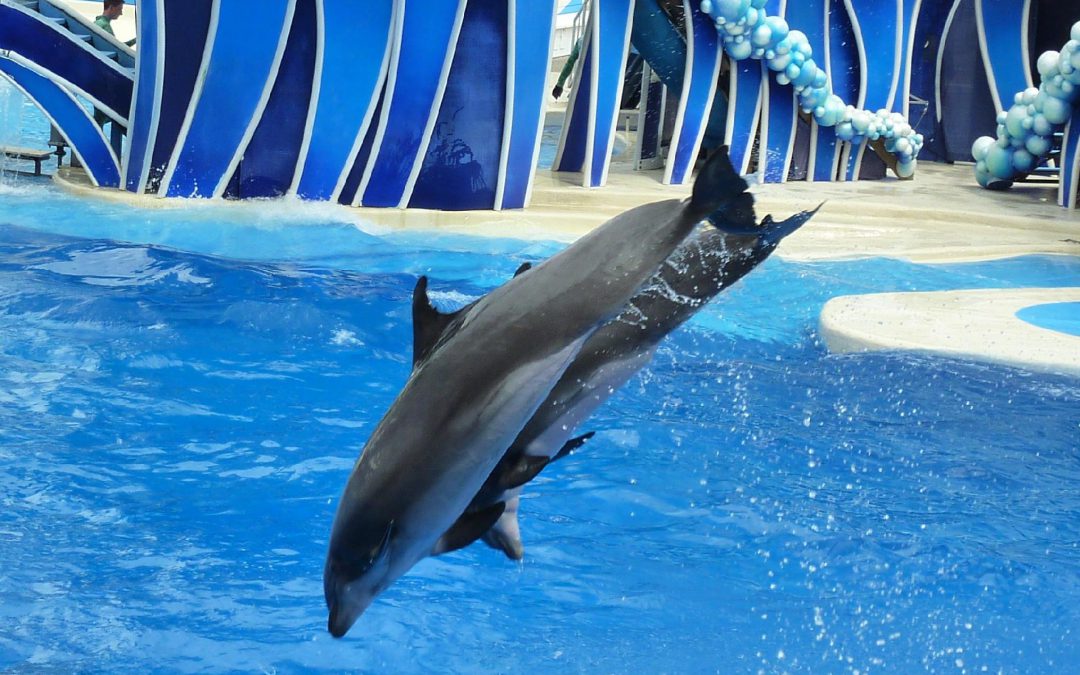 SeaWorld Orlando – Zwemmen met dolfijnen!