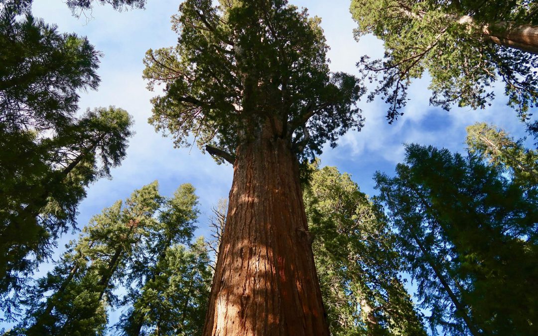 Sequoia en Kings Canyon
