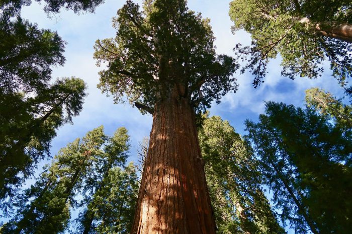 Sequoia en Kings Canyon