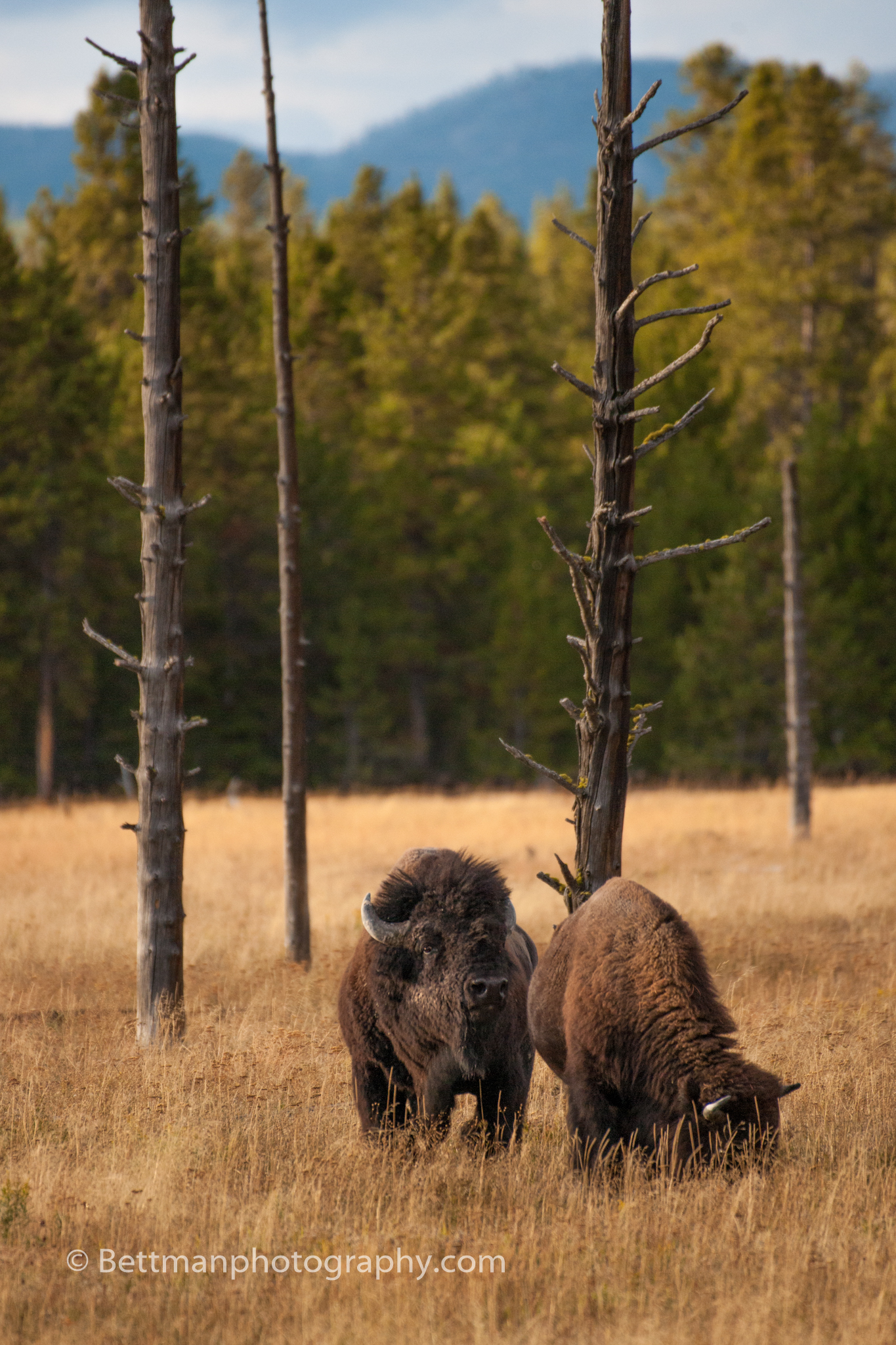 Yellowstone Nationaal Park - Matthijs Bettman