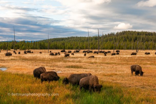Yellowstone Nationaal Park - Matthijs Bettman