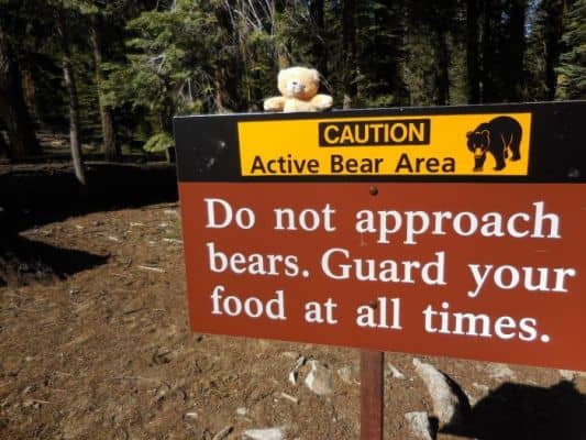 bear-sign-sequoia