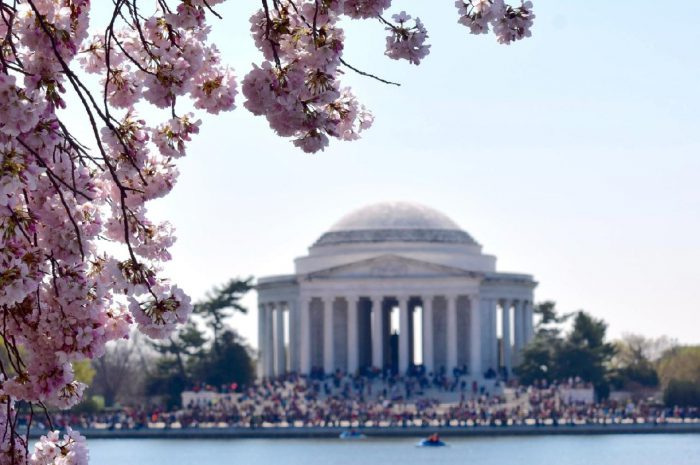 Cherry Blossom Festival - Washington D.C.